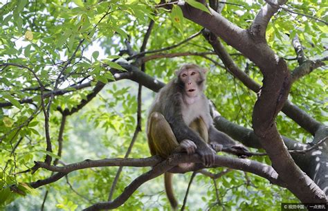 1980年出生的屬猴人的一生 桂花品種分辨